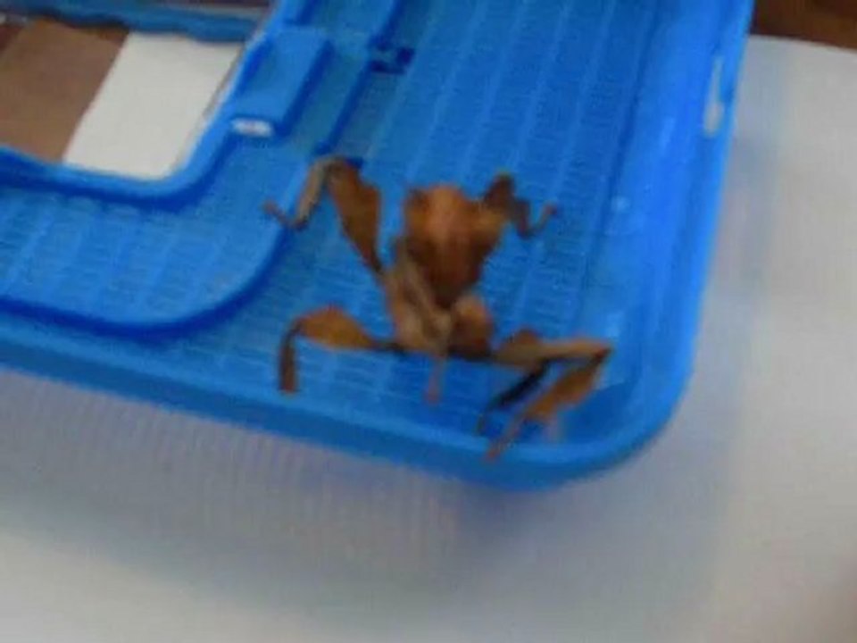 phasmes scorpions