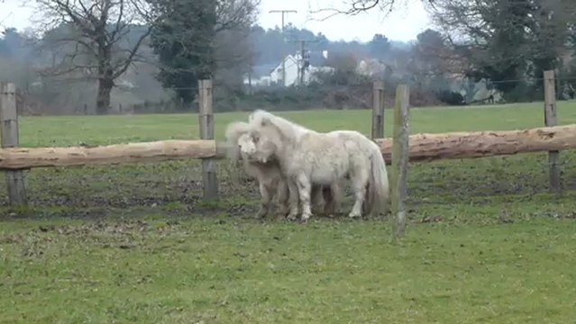 00061 Monty et Calando font les fous !