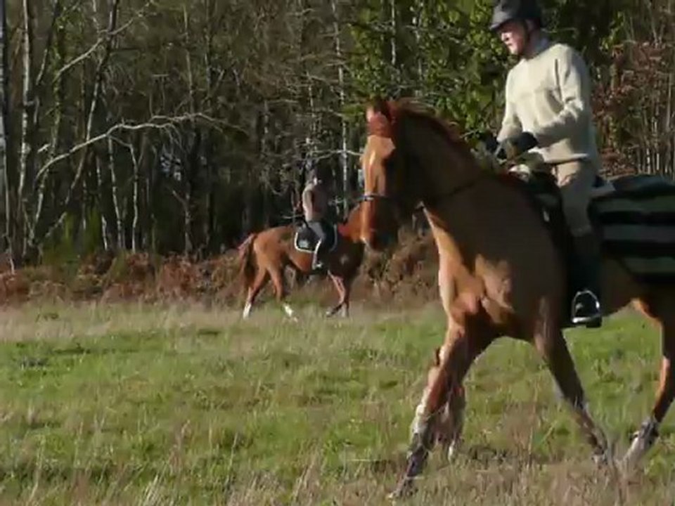 uno dressage 2 fevrier