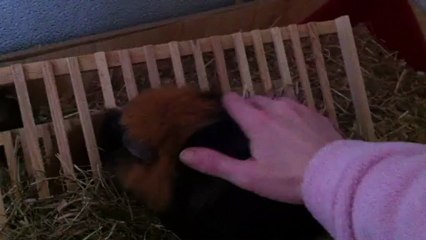 Caramel kiffe les caresse lol