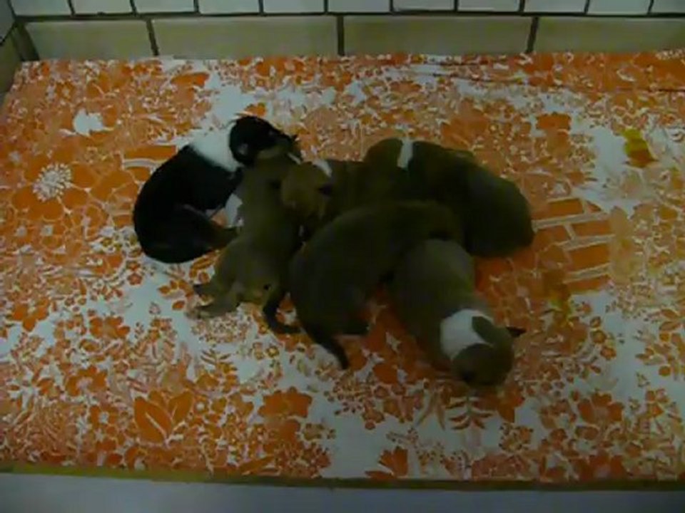 Bébés Fudjaï à 10 jours (suite.)