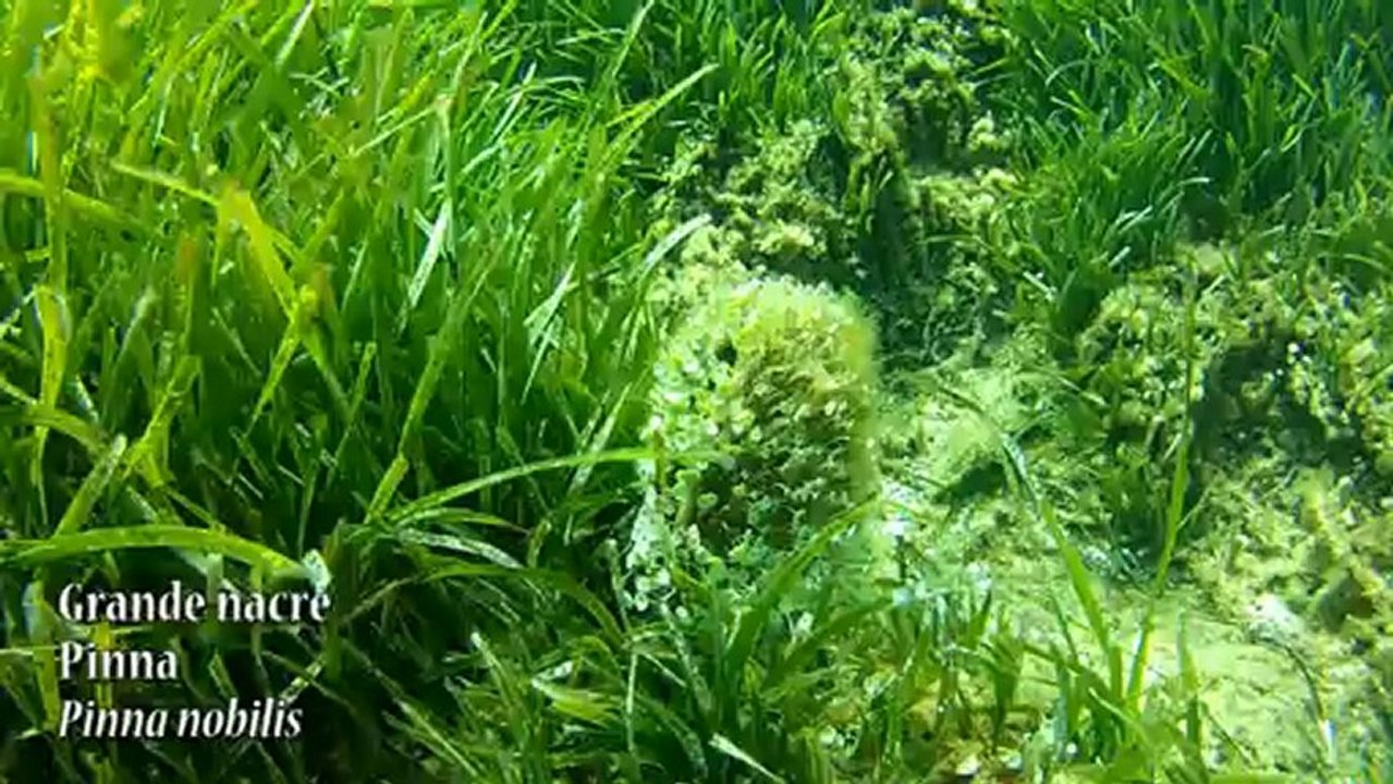 Sentier sous marin Scandola