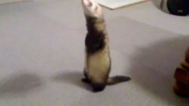 ma furette obéie pour ça croquette