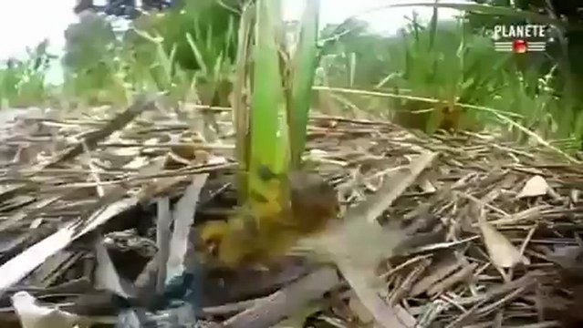 Des Fourmis Tueuses
