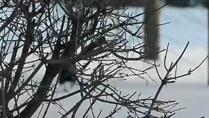 из жизни грача