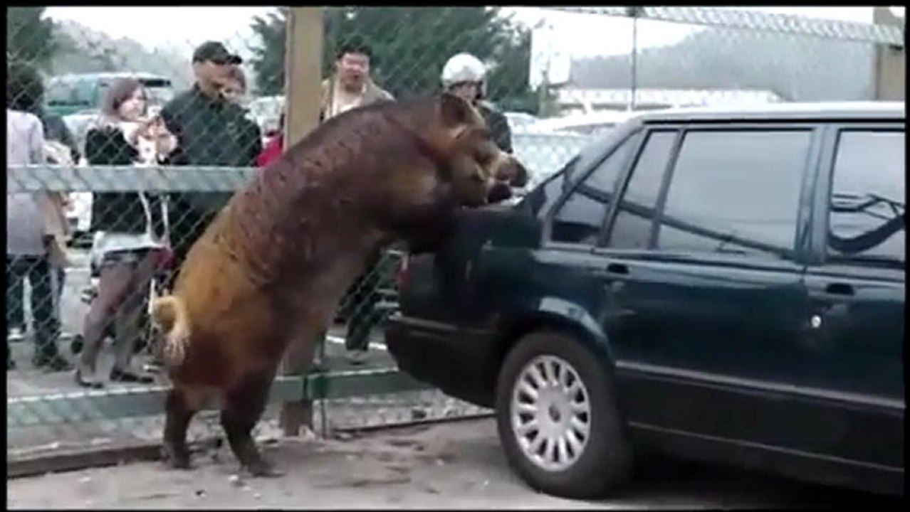Sanglier fait l'amour à une voiture Volvo