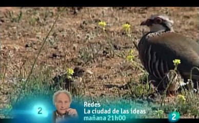 Perdigones comiendo insectos