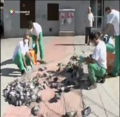 Trampa- red cañón para capturar palomas