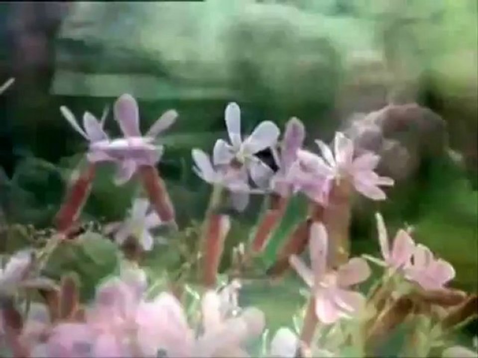 TELLI TURNAM SELLAM GÖTÜR  F .TURA