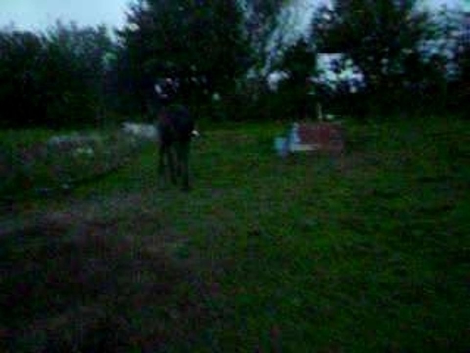 kaline et gallopeuse 007