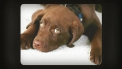 Carpet Cleaning Surrey