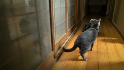 Un chat tape à la porte pour qu’on lui ouvre