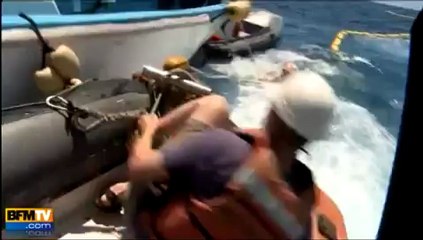 Militant de Greenpeace harponné