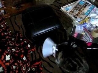 Annoyed kitty doesn't like her collar