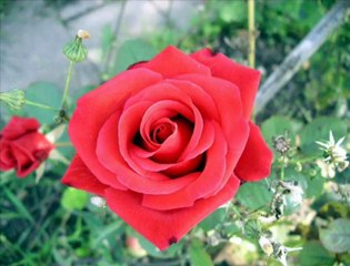 ÖLÜM VER ALLAHIM AYRILIK VERME