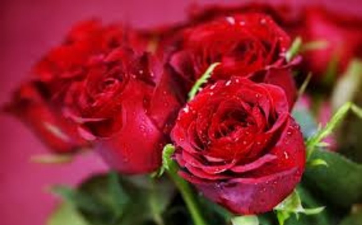 Miosotis - Le piante e i fiori più belli