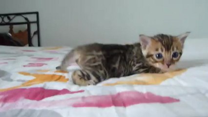 Magic Bengal Infinity - girl 3,5 weeks