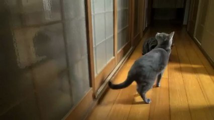 Un chat frappe à la porte