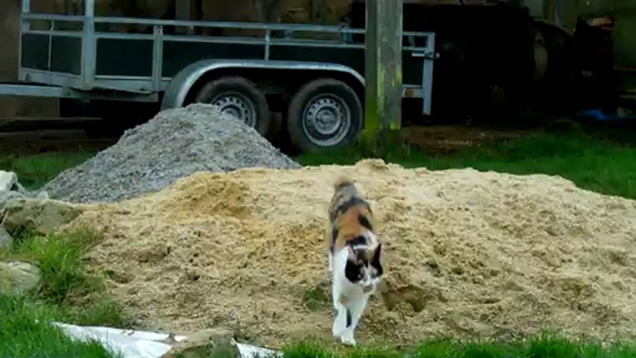 Chipie dans le sable