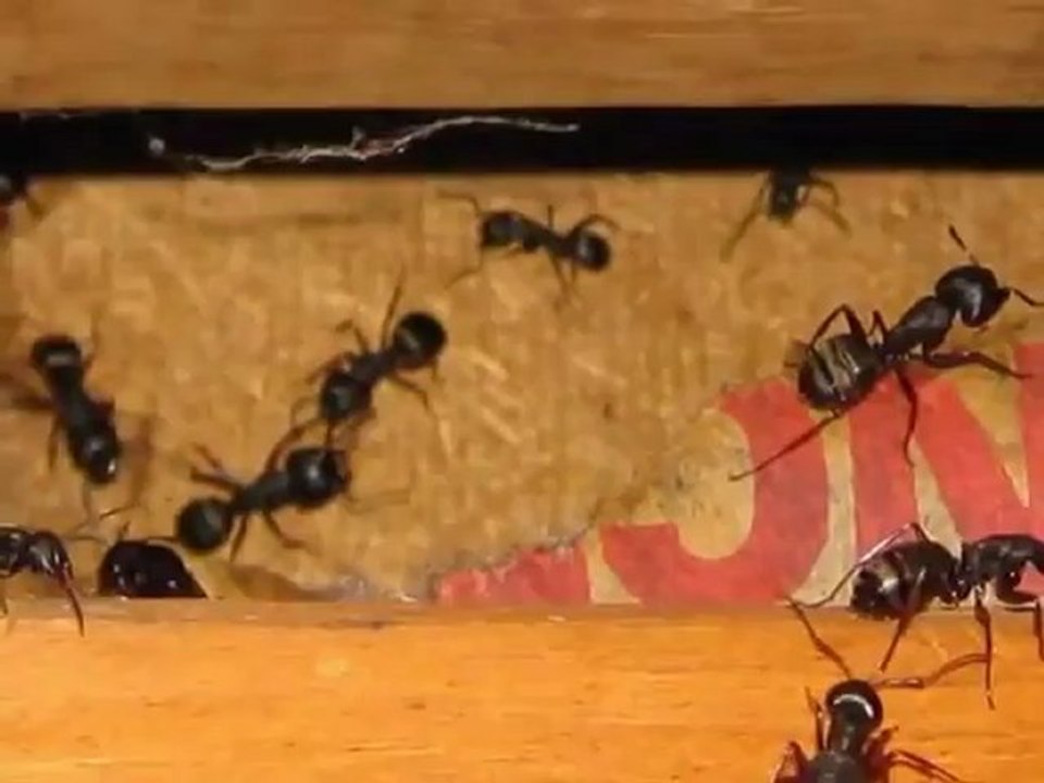 King of the House -- Home Inspector Bellingham, WA