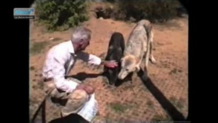 Avez-vous peur du loup? (Alsace)