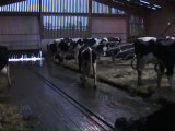 Découvrez Linda du Gaec Prim Breizh (22) élue Vache de l'année 2012