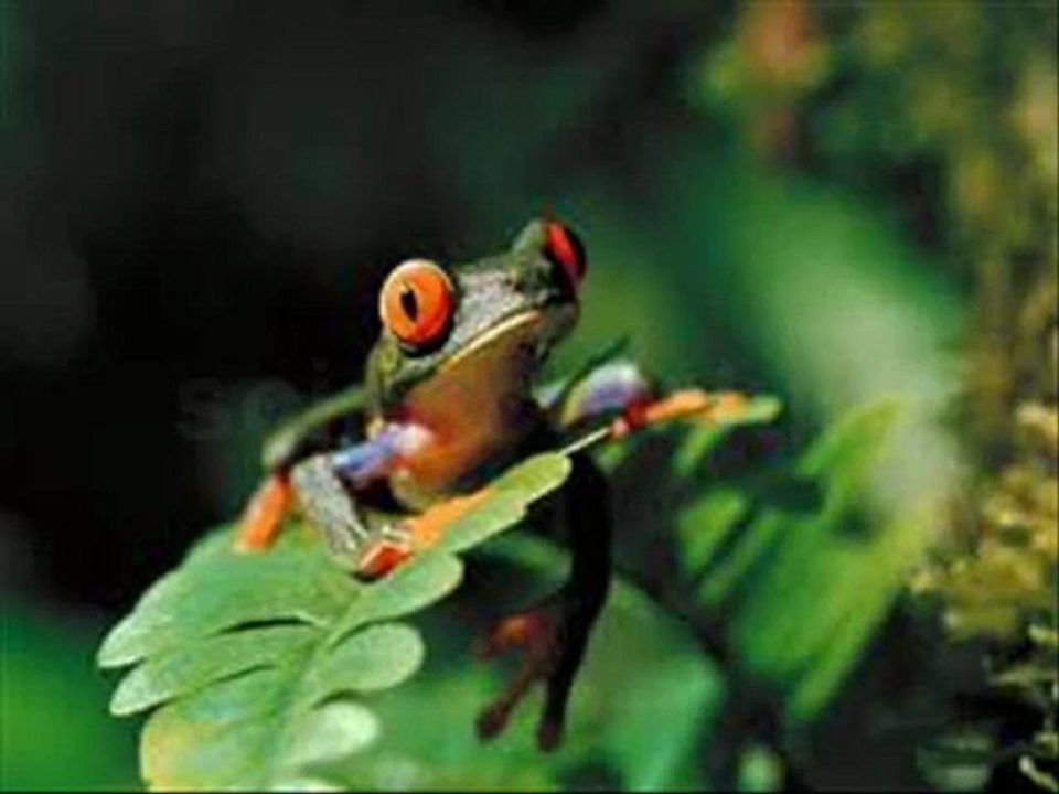 Frog life cycle