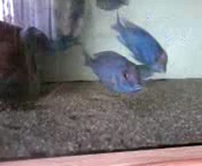 Video0060