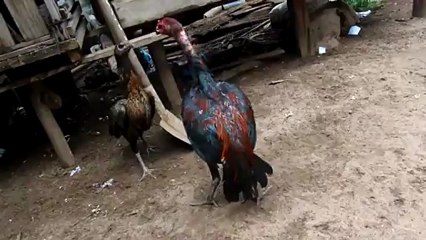 PAMS vs AVERELL (14fév13)