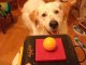 erko et le jeu intelligent pour chiens trixie dog activity