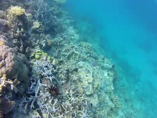 plongée sur un recif, Nouvelle Calédonie