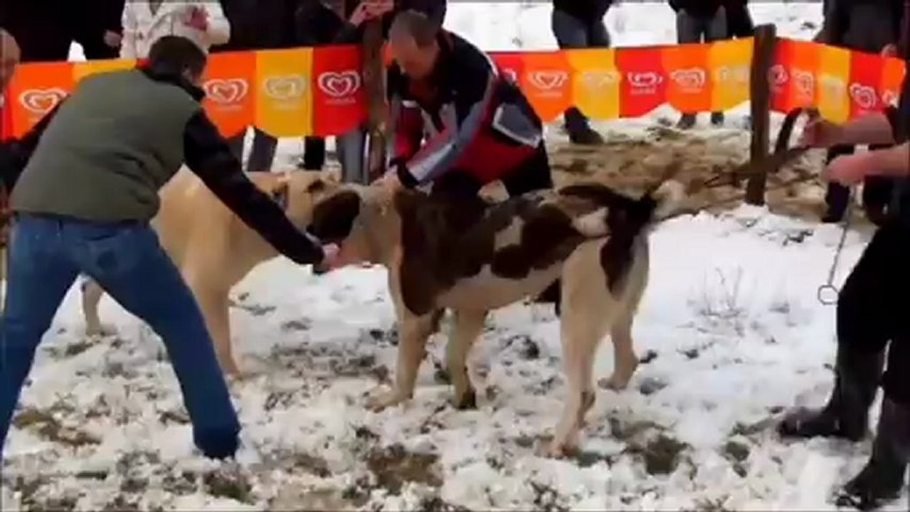 TOROS Oglu Efe-MAX ALA Bei Turnir Bosna Herceg 10.02.2013