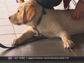 Handichiens ouvre une nouvelle délégation (Toulouse)