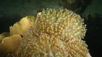 Sipadan 2012 - Mabul 2