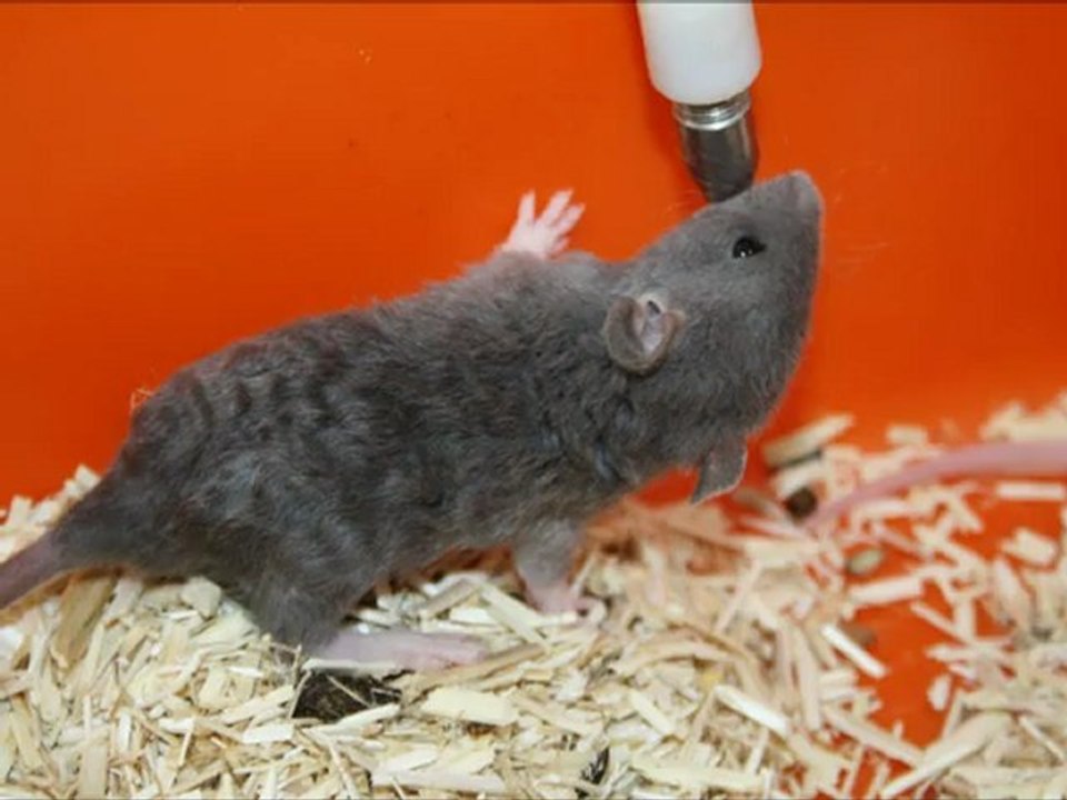 Evolution des ratons