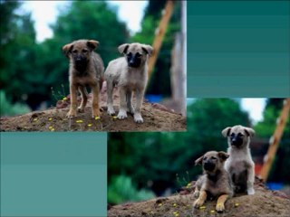 Sokak Hayvanları Sorunu ve Çözüm Yolları