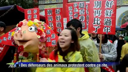 Taïwan: controverse autour de cochons sacrés obèses