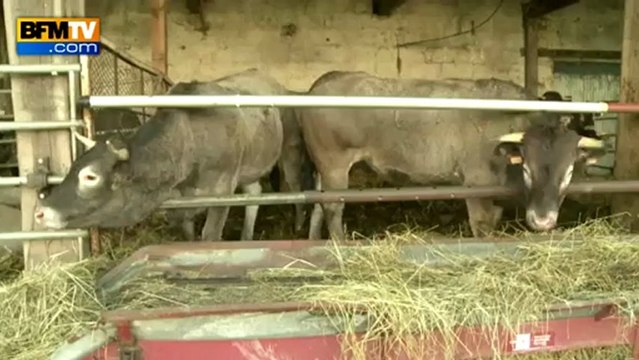 Scandale des lasagnes au cheval : des agriculteurs prônent les filières courtes - 15/02