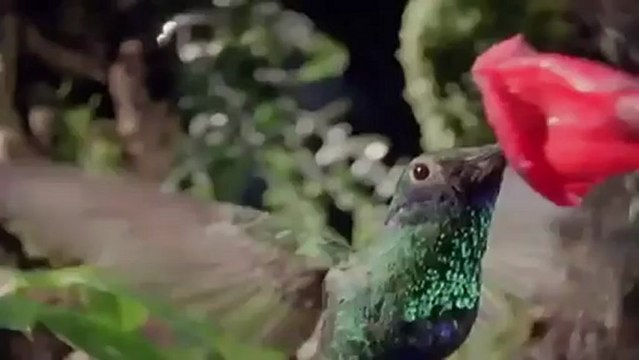 Омар Хайям - Мудрости жизни 5