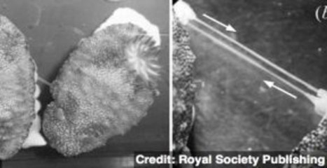 Sea Slug Has 'Detachable Penis'