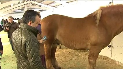 La UE refuerza los controles sobre la carne de vacuno y de caballo