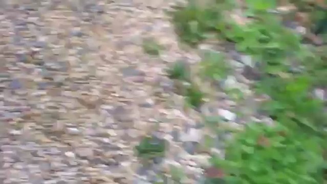 Alfa 147 bruit courroie alternateur ?