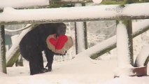 Chimps Get Special Valentine's Day Treats