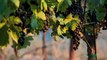 California Wine Country Sierra Foothills, vineyards Napa Valley, winemaking philosophy