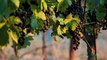 Syrah for cabernet lovers, Napa Valley, Howell  Mountain winery, winemaking philosophy