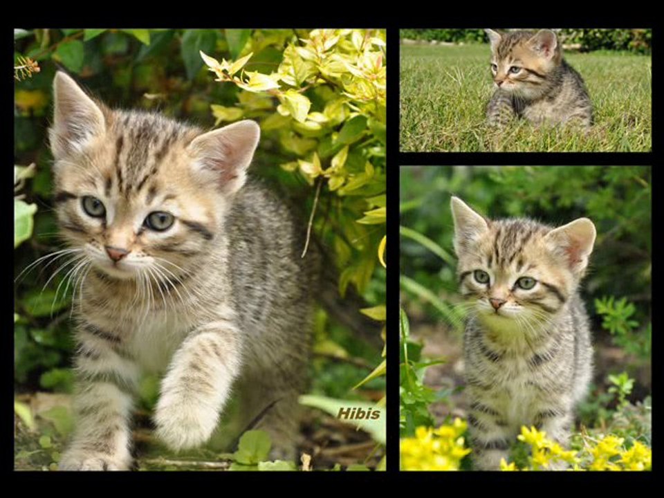 hibis, my cat