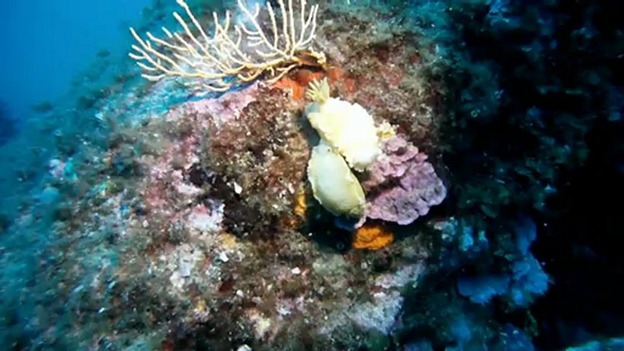 LA PIERRE A CASSIS 2012 V3