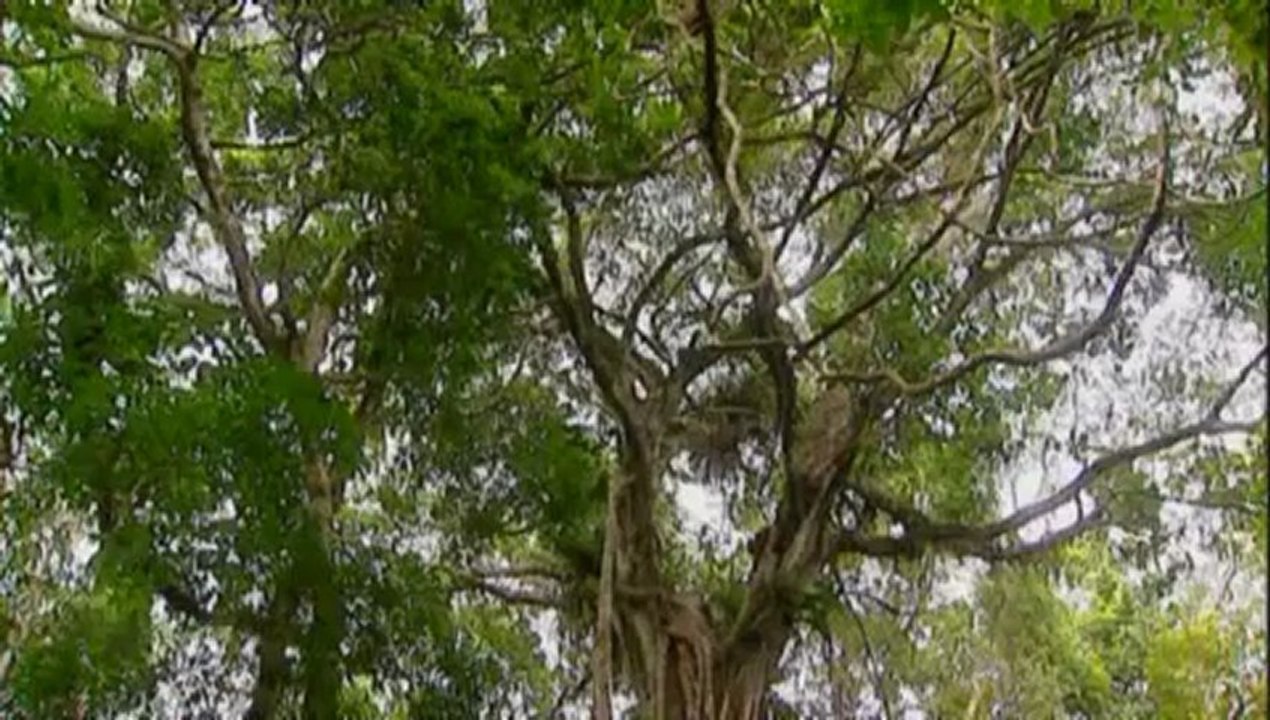 Amazonia, última llamada (09) Naturaleza Protegida