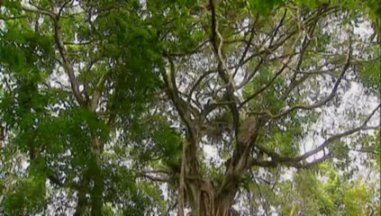 Amazonia, última llamada (09) Naturaleza Protegida