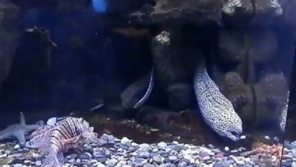 подводный мир
